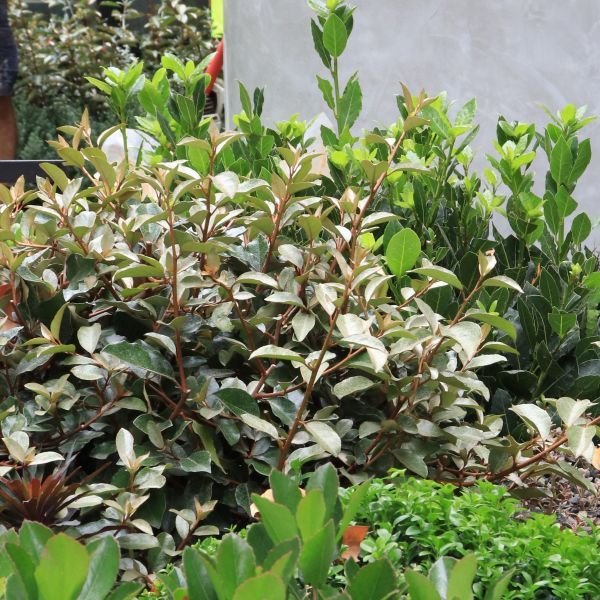 Elaeagnus x ebbingei Ball