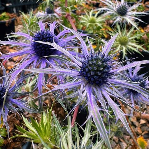 Eryngium x zabelii 'Pen Blue'