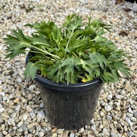 Eryngium x zabelii 'Pen Blue'