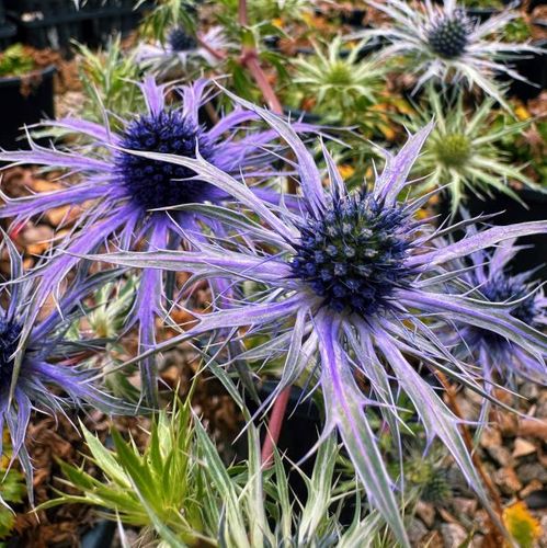 Eryngium x zabelii 'Pen Blue'