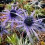 Eryngium x zabelii 'Pen Blue'