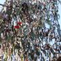 Eucalyptus caesia 'Silver Princess'