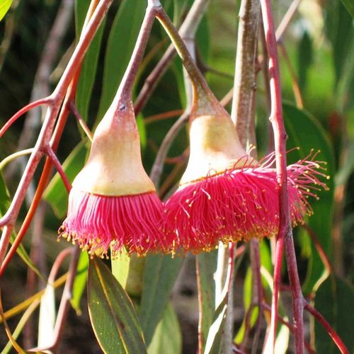 Eucalyptus caesia 'Silver Princess'