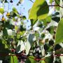 Eucalyptus caesia 'Silver Princess'