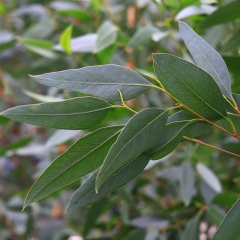 Eucalyptus landsdowneana albopurpurea Purple Patch