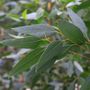 Eucalyptus landsdowneana albopurpurea Purple Patch