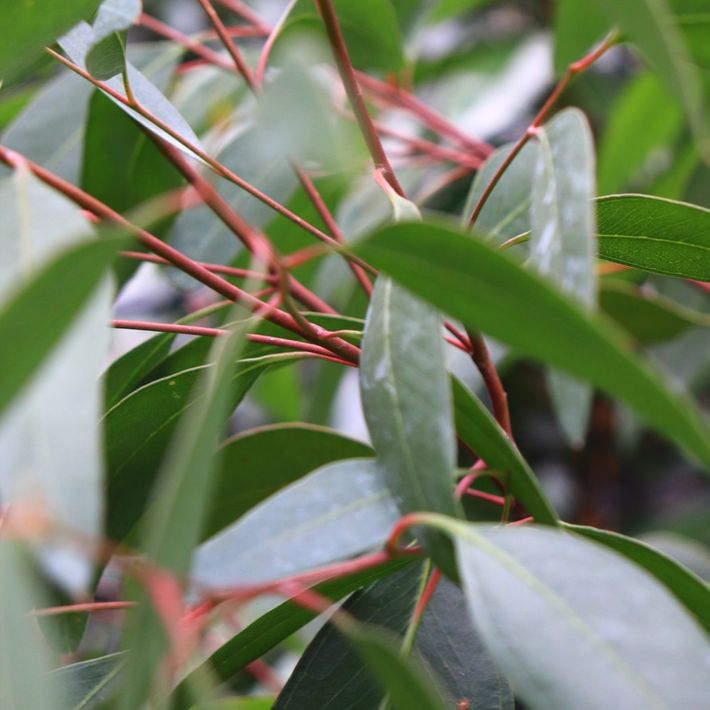 Eucalyptus landsdowneana albopurpurea Purple Patch