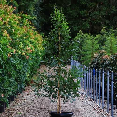 Eucalyptus landsdowneana albopurpurea Purple Patch