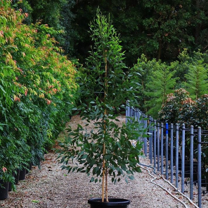 Eucalyptus landsdowneana albopurpurea Purple Patch