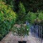 Eucalyptus landsdowneana albopurpurea Purple Patch