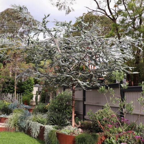 Eucalyptus pulverulenta 'Baby Blue'