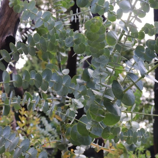 Eucalyptus pulverulenta 'Baby Blue'