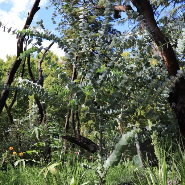 Eucalyptus pulverulenta 'Baby Blue'