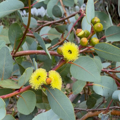 Eucalyptus preissiana