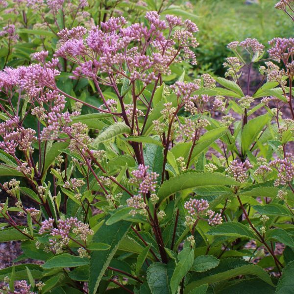 Eupatorium maculatum 'Phantom'