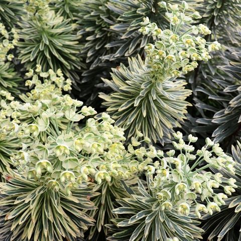 Euphorbia characias 'Silver Swan' pbr