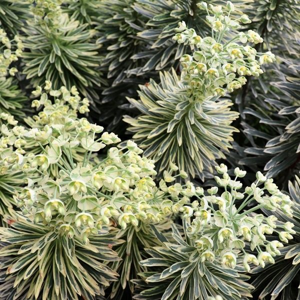 Euphorbia characias 'Silver Swan' pbr