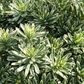 Euphorbia characias 'Silver Swan' pbr