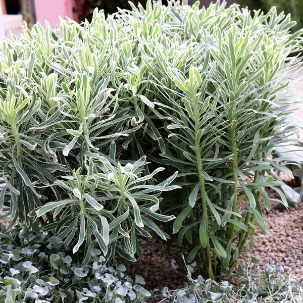 Euphorbia characias 'Silver Swan' pbr