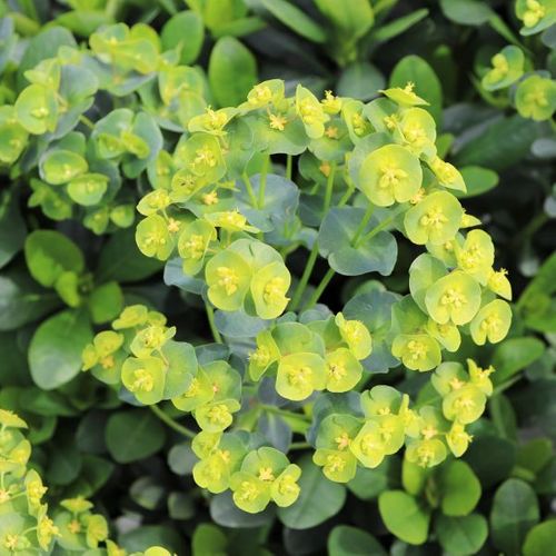 Euphorbia amygdaloides var robbiae