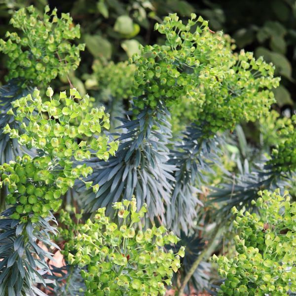 Euphorbia Wulfenii Warners Nurseries