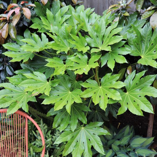 Fatsia japonica