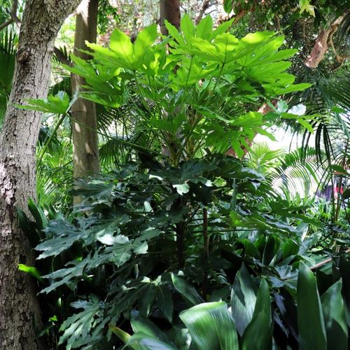 Fatsia japonica