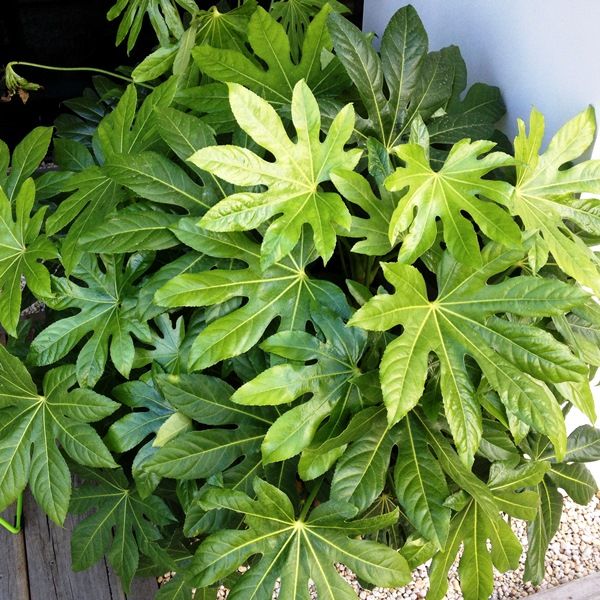 Fatsia japonica - Warners Nurseries