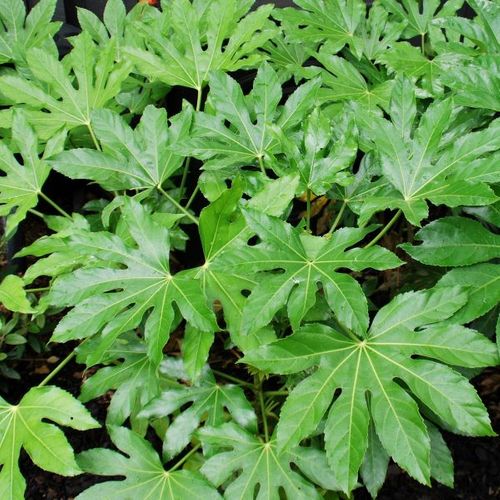 Fatsia japonica