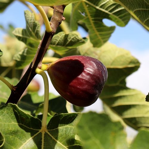 Ficus carica 'Black Genoa' (Fig)