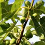 Ficus carica 'Black Genoa' (Fig)