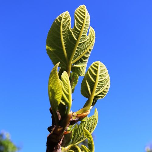 Ficus carica 'Black Genoa' (Fig)