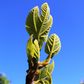 Ficus carica 'Black Genoa' (Fig)