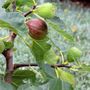 Ficus carica 'Figalicious' (Fig)