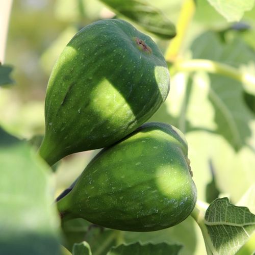 Ficus carica 'Figalicious' (Fig)