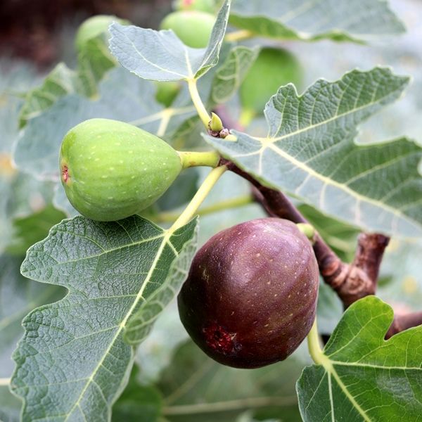 Ficus carica 'Figalicious' (Fig)