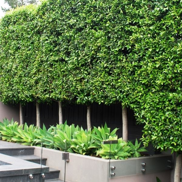 Ficus hillii 