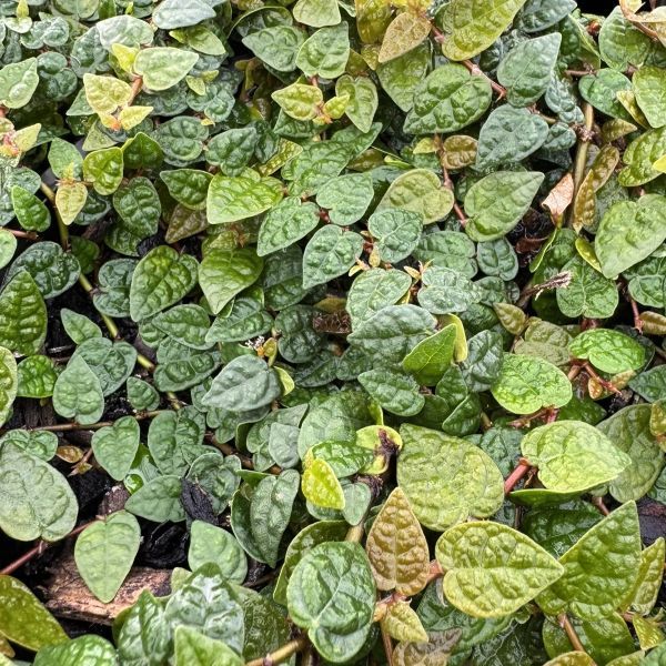 Ficus pumila 'Minima'