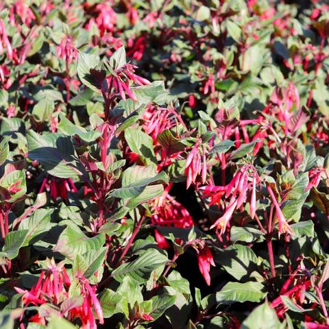 Fuchsia triphylla 'Coralle'