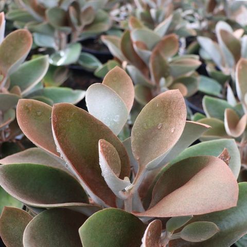 Kalanchoe orgyalis 'Copper Spoons'