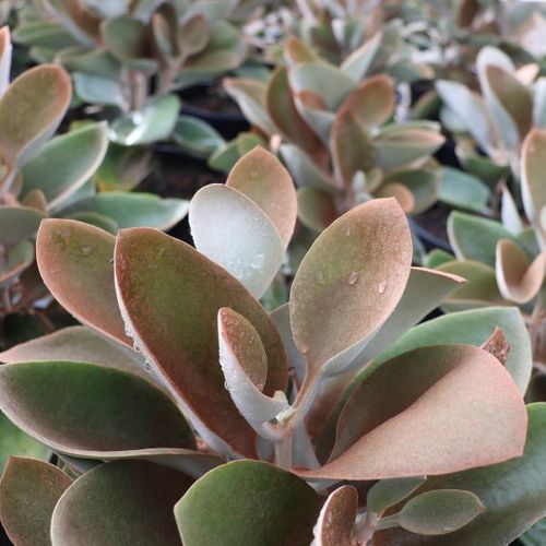 Kalanchoe orgyalis 'Copper Spoons'