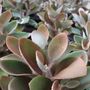 Kalanchoe orgyalis 'Copper Spoons'