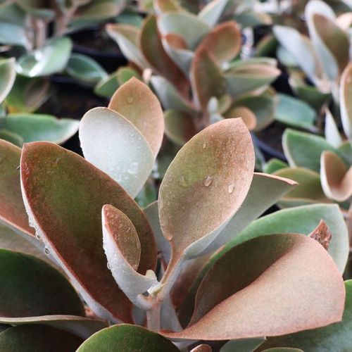 Kalanchoe orgyalis 'Copper Spoons'