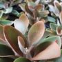 Kalanchoe orgyalis 'Copper Spoons'