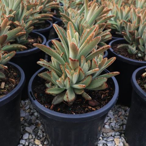 Kalanchoe tomentosa
