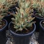 Kalanchoe tomentosa