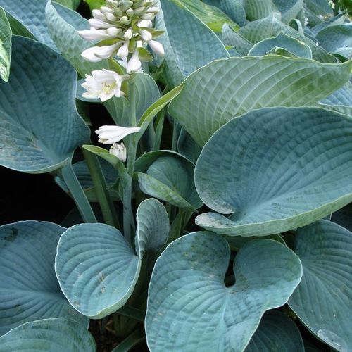 Hosta 'Blue Angel'