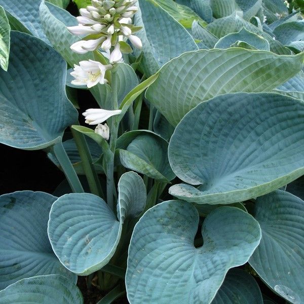 Hosta 'Blue Angel'