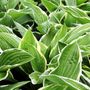 Hosta 'Francee'