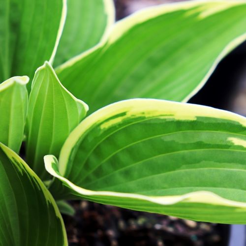 Hosta 'Francee'